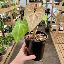 Load image into Gallery viewer, Anthurium Clarinervium X Pterodactyl - Clearance