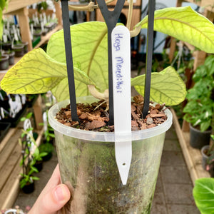 Plant Labels with Pencil 25pk