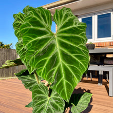 Load image into Gallery viewer, Philodendron Verrucosum - 17cm