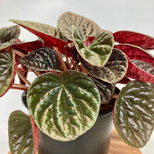 Load image into Gallery viewer, Peperomia Chocolat - 12cm
