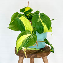 Load image into Gallery viewer, Millie Ceramic Cover Pot - 15cm