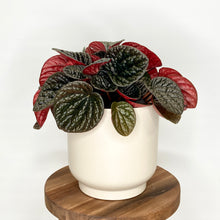Load image into Gallery viewer, Loretto Ceramic Cover Pot - 13cm