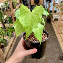 Load image into Gallery viewer, Anthurium Clarinervium X Pterodactyl - Clearance