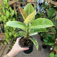 Load image into Gallery viewer, Ficus Shivereana - Clearance