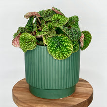 Load image into Gallery viewer, Juno Ceramic Cover Pot - 13cm