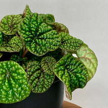 Load image into Gallery viewer, Peperomia Green Bubbles - 12cm