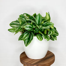 Load image into Gallery viewer, Dana Ceramic Cover Pot - 15cm