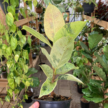 Load image into Gallery viewer, Ficus Shivereana - Clearance