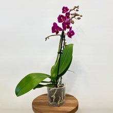 Load image into Gallery viewer, Phalaenopsis Orchid Mini - 9cm