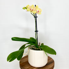 Load image into Gallery viewer, Lotus Ceramic Cover Pot - 9.5cm