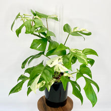 Load image into Gallery viewer, Variegated Philodendron Minima - 14cm