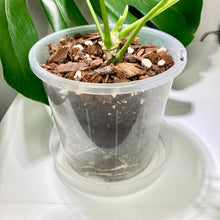 Load image into Gallery viewer, Clear Pot Saucer 200mm