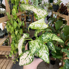 Load image into Gallery viewer, Aglaonema Variegata Pearls - Clearance
