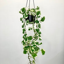 Load image into Gallery viewer, N'Joy Pothos - 12cm