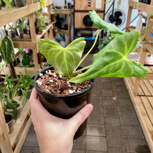 Load image into Gallery viewer, Anthurium Clarinervium X Pterodactyl - Clearance