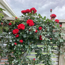 Load image into Gallery viewer, Growth Technology Rose Focus