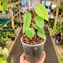 Load image into Gallery viewer, Clear Nursery Pot 10cm (750ml)