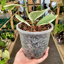 Load image into Gallery viewer, Clear Nursery Pot 14cm (1.3L)