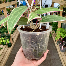 Load image into Gallery viewer, Clear Nursery Pot 15cm (2L)