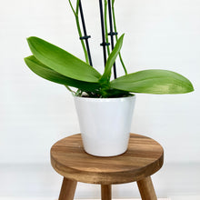 Load image into Gallery viewer, White Ceramic Cover Pot - 10cm