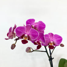 Load image into Gallery viewer, Phalaenopsis Mini - 9cm