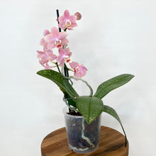 Load image into Gallery viewer, Phalaenopsis Mini Scented - 9cm