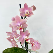Load image into Gallery viewer, Phalaenopsis Mini Scented - 9cm