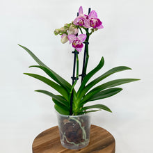 Load image into Gallery viewer, Phalaenopsis Mini - 9cm