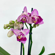 Load image into Gallery viewer, Phalaenopsis Mini - 9cm
