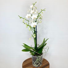 Load image into Gallery viewer, Phalaenopsis Mini - 9cm