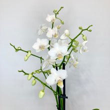 Load image into Gallery viewer, Phalaenopsis Mini - 9cm