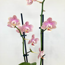 Load image into Gallery viewer, Phalaenopsis Mini Scented - 9cm