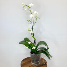 Load image into Gallery viewer, Phalaenopsis Mini - 9cm