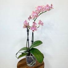 Load image into Gallery viewer, Phalaenopsis Mini Scented - 9cm