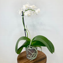 Load image into Gallery viewer, Phalaenopsis Mini - 9cm