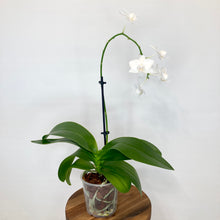 Load image into Gallery viewer, Phalaenopsis Mini - 9cm