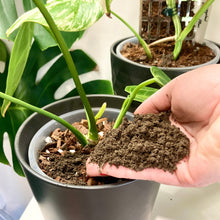 Load image into Gallery viewer, Worm Castings (Vermicast)