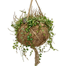 Load image into Gallery viewer, Peperomia Prostrata (String of Turtles) Kokedama