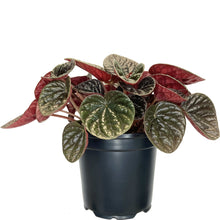 Load image into Gallery viewer, Peperomia Chocolat - 12cm