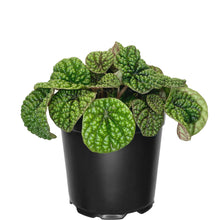 Load image into Gallery viewer, Peperomia Green Bubbles - 12cm