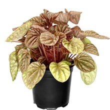 Load image into Gallery viewer, Peperomia Quito - 12cm