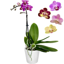 Load image into Gallery viewer, Phalaenopsis Mini - 9cm