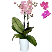 Load image into Gallery viewer, Phalaenopsis Mini Scented - 9cm