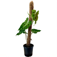 Load image into Gallery viewer, Philodendron Verrucosum - 17cm