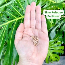 Load image into Gallery viewer, Lechuza Pon