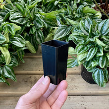Load image into Gallery viewer, Black Square Propagation Tube 4cm (110ml)