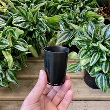 Load image into Gallery viewer, Black Propagation Tube 5cm (110ml)