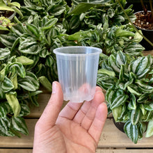 Load image into Gallery viewer, Clear Nursery Pot 7cm (170ml)