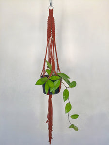 'Fully Knotted' Macrame Plant Hanger