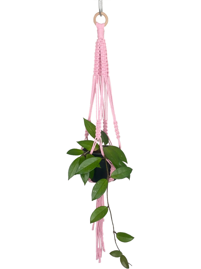 pink macrame plant hanger Buy 'Fully Knotted' Macrame Plant Hanger – GrowingGreen NZ